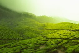 südindien, kerala