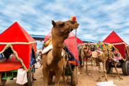 Pushkar camel fair 