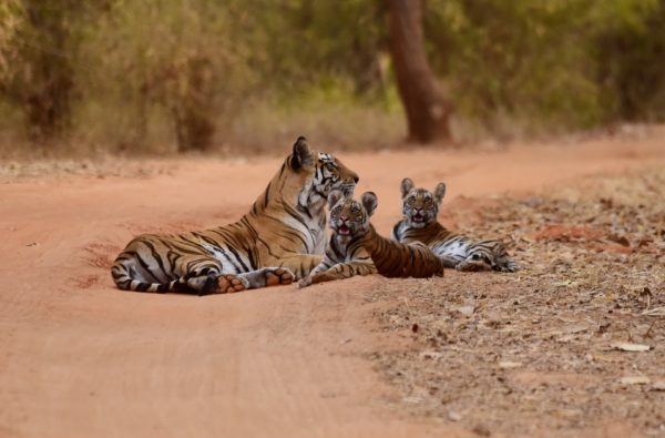 Tigers in India