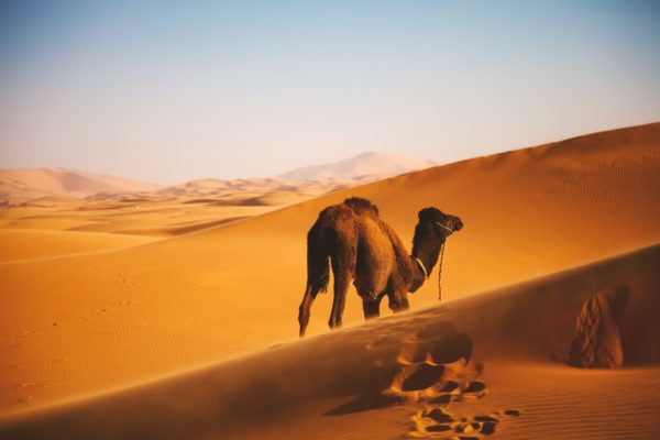 Jaisalmer, desert in India, Rajasthan