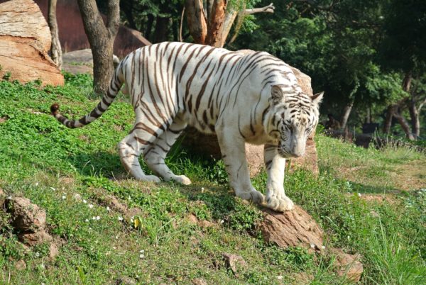 wildlife in India, Safari tours in India