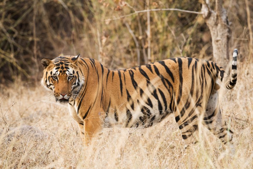 Top Wildlife Sanctuaries in South India