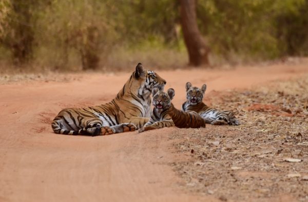 Safaris in India, tours around Rajasthan India