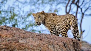 Leoparden indien rajasthan