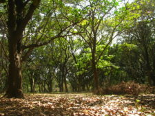 Parks in Bangalore, India