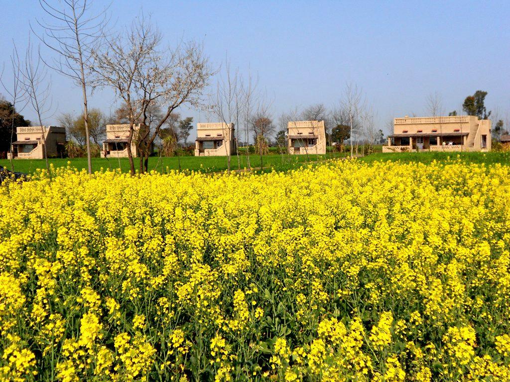 Homestay in Punjab fields