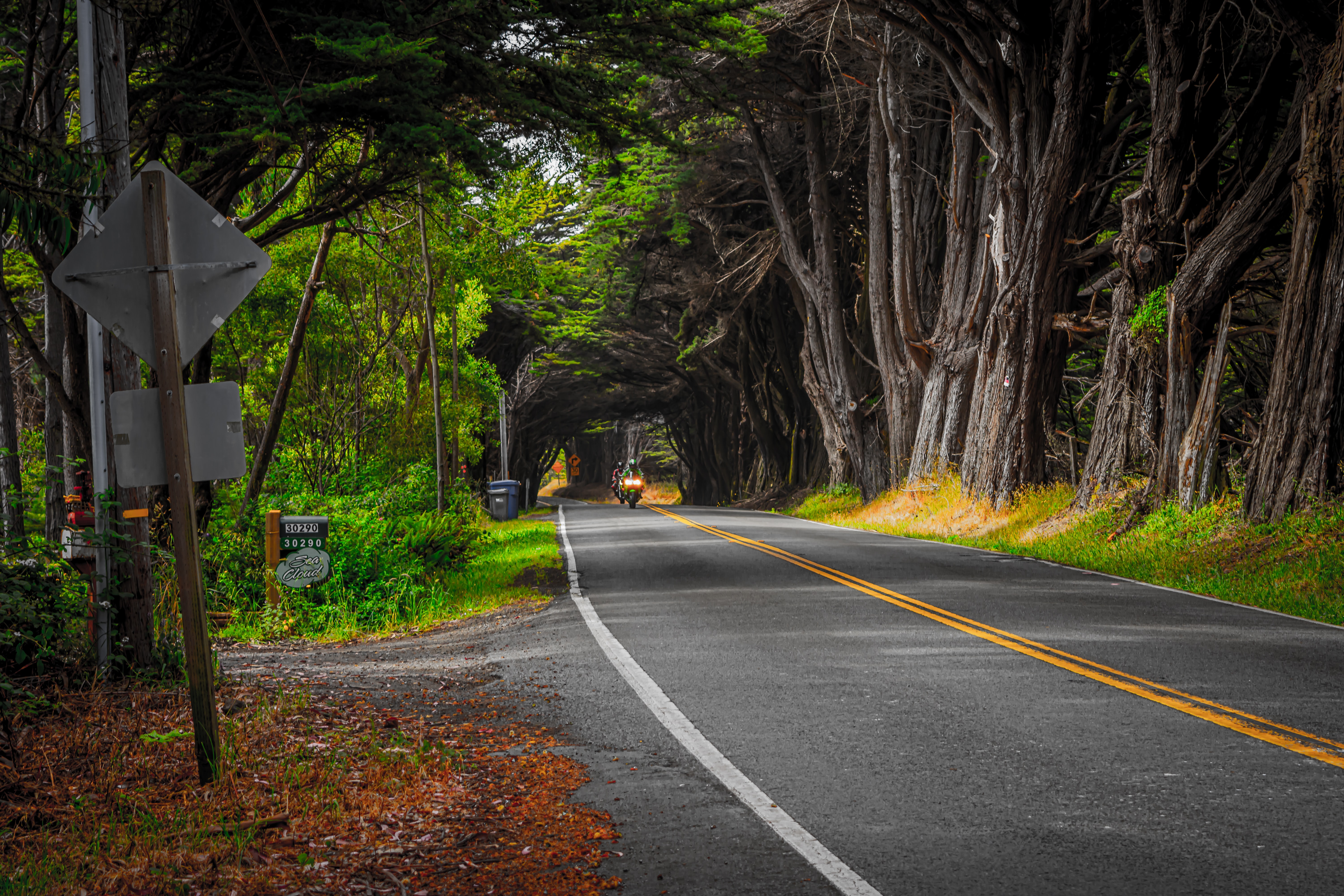 drive through forest 