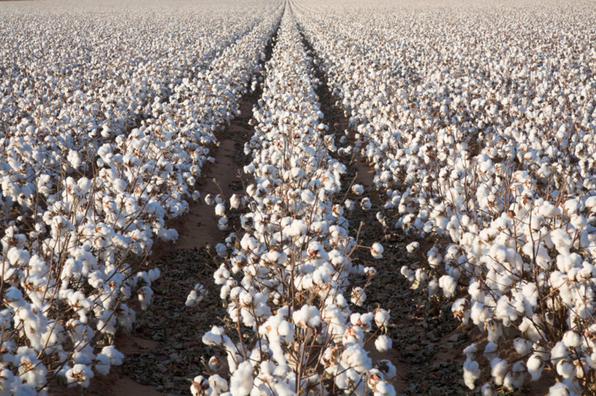 Culture du coton et fabrication de produits en coton