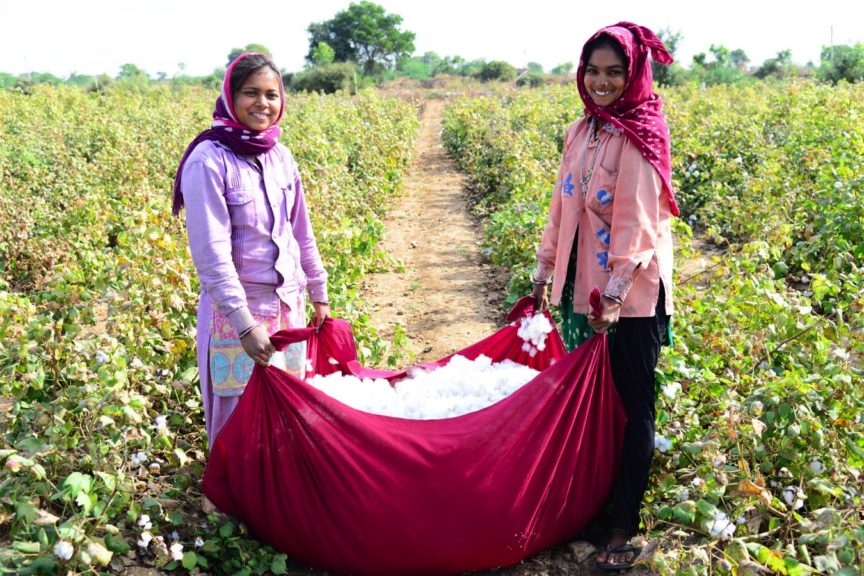 Culture du coton et fabrication de produits en coton