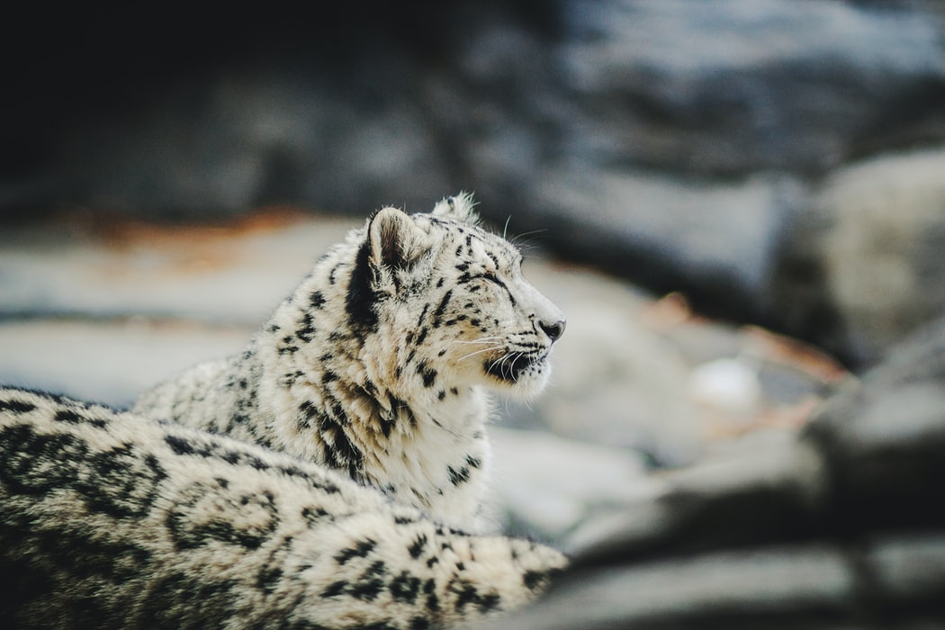 Snow leopard at Hemis National Park, Ladakh