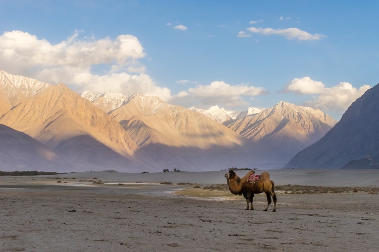 Nubra Valley, Leh